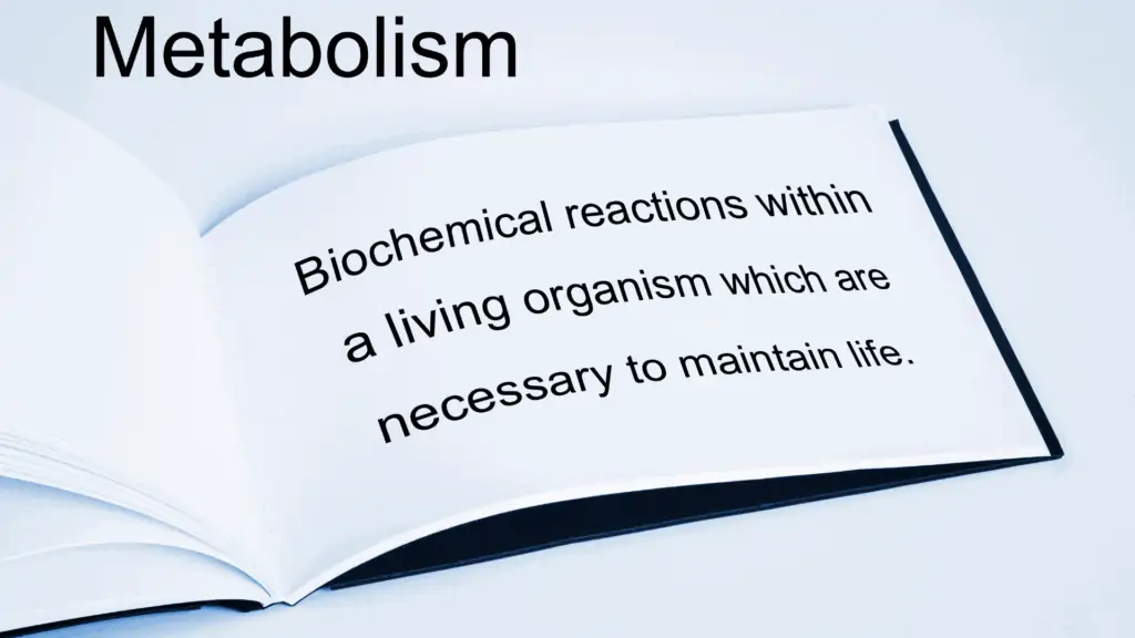 Metabolism