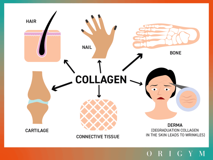 11 Collagen Benefits for Women Improves Skin, Hair and More