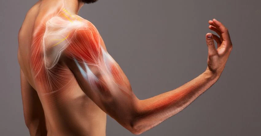 Protein's Function in Muscle Repair